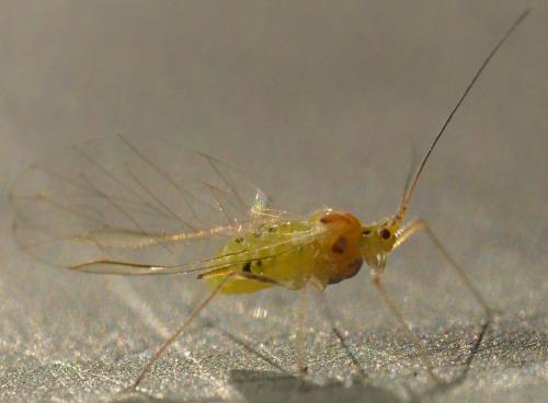 Réf. 194 363 : Drepanosiphum platanoidis